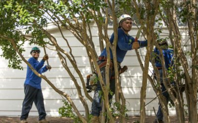 When is the Best Time to Trim a Tree? It Depends!