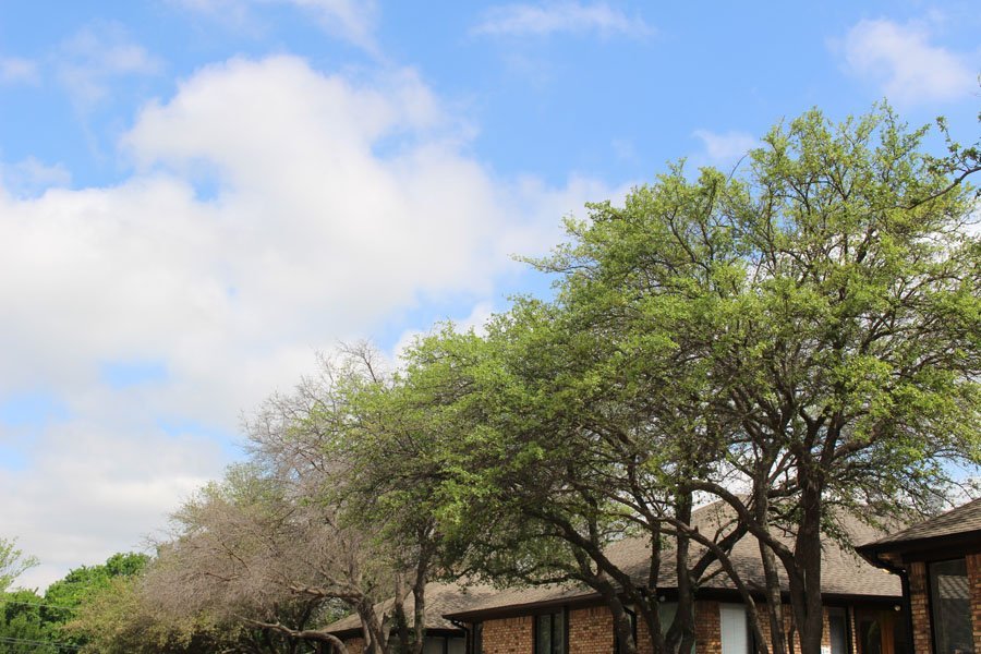 Line of trees in Richardson, Texas, showing canopy dieback characteristic of oak wilt