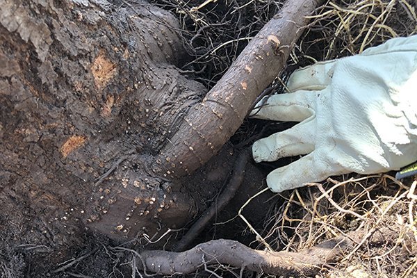 Arborist Services on tree root 