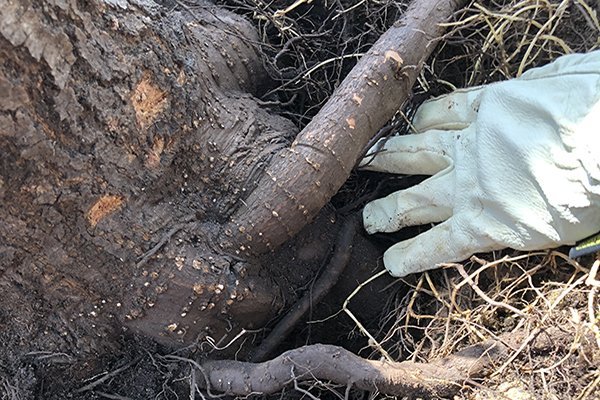 Man inspecting root 
