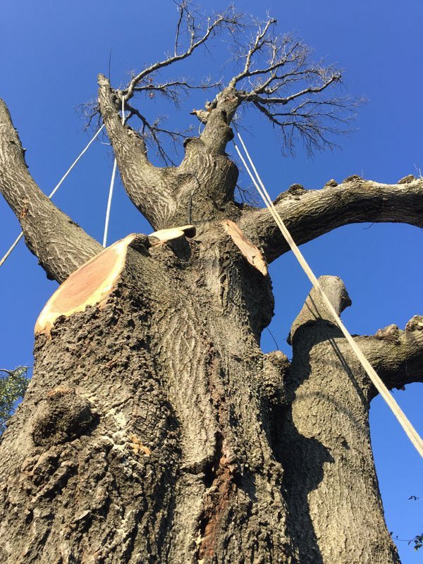 Rigging in Large Tree 