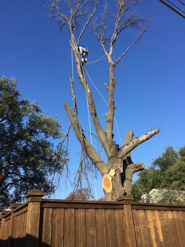 Large Tree Being Removed 