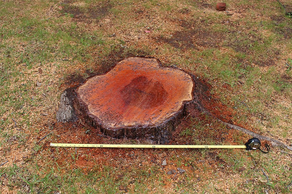 Measuring a Red Tree Stump 