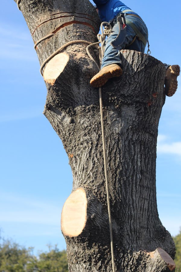 Man Climbing in Tree 
