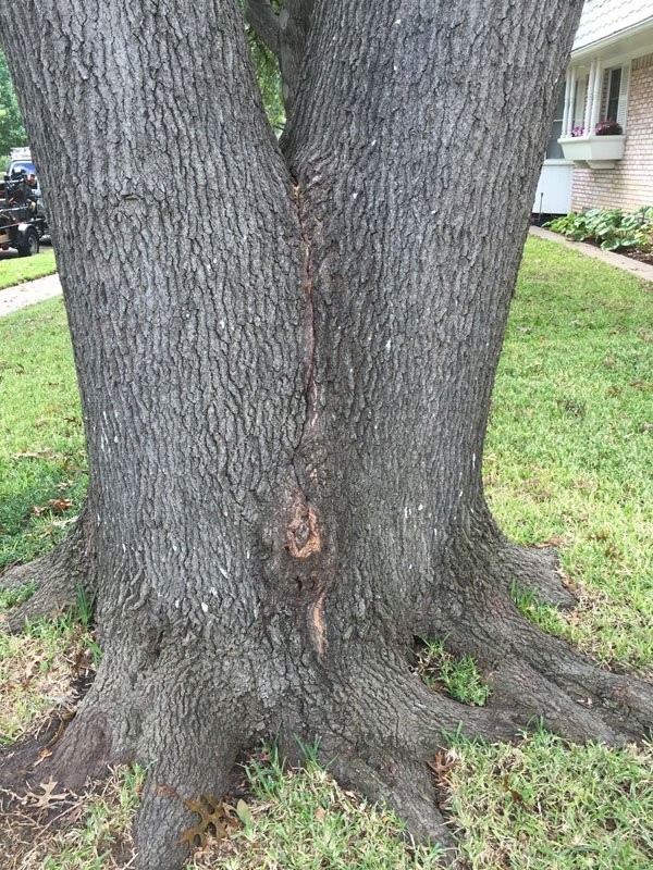 Split red oak tree