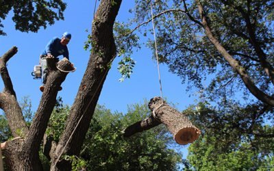 Why Does Tree Work Cost So Much?