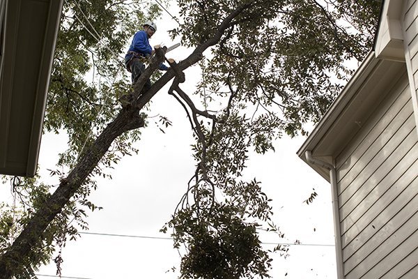 Man Cutting a Tree by a House Man Cutting a Tree by a House