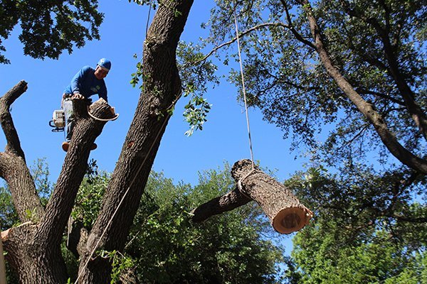 Man in blue shirt removing tree limb