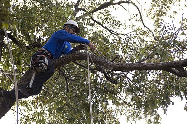 tree trimming in frisco 