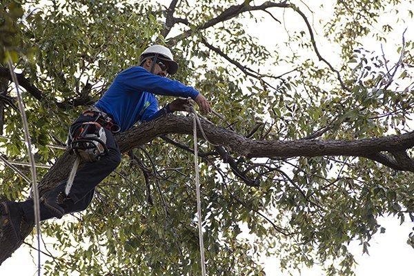 PLANO TREE TRIMMING