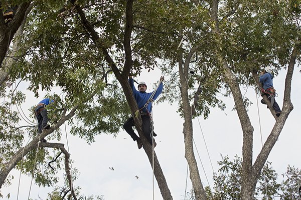 Three men trimming a large tree Three men trimming a large tree