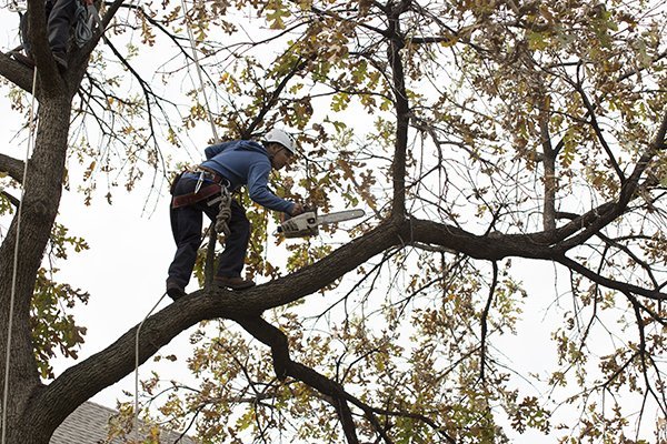 Man in a tree with chainsaw 