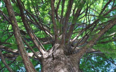Dallas Tree Care – A Complete Guide to Tree Watering [UPDATED]