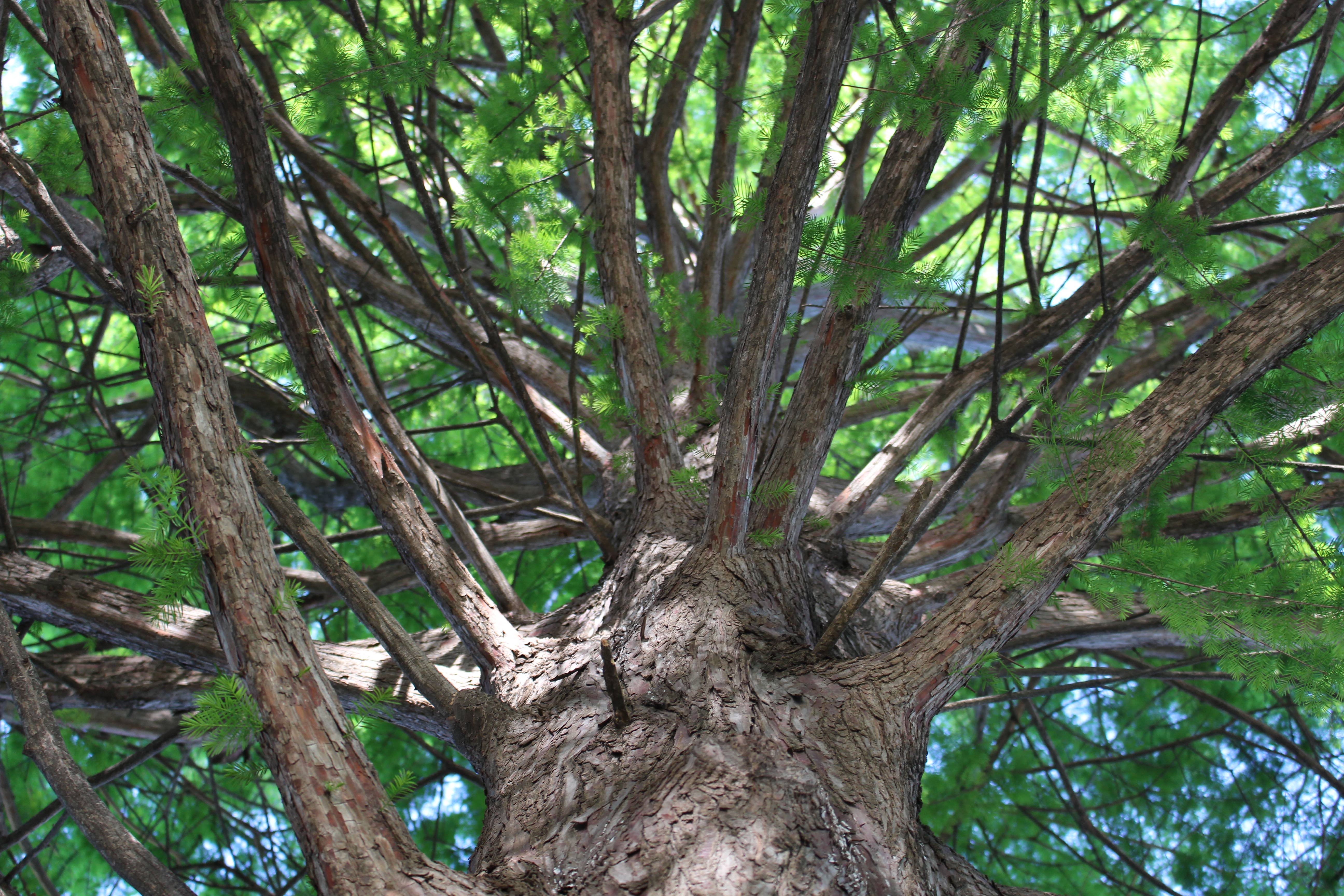 Dallas Tree Care A Complete Guide to Tree Watering [UPDATED] Texas