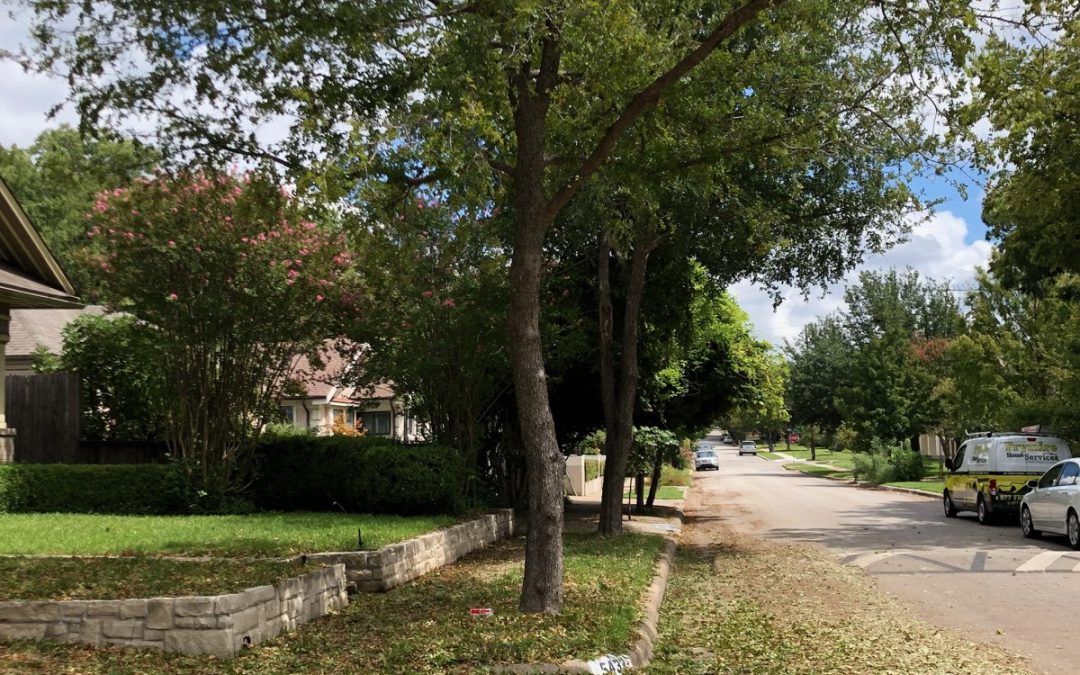 Leaves Dropping Early? Ask A Frisco Arborist! [UPDATED]