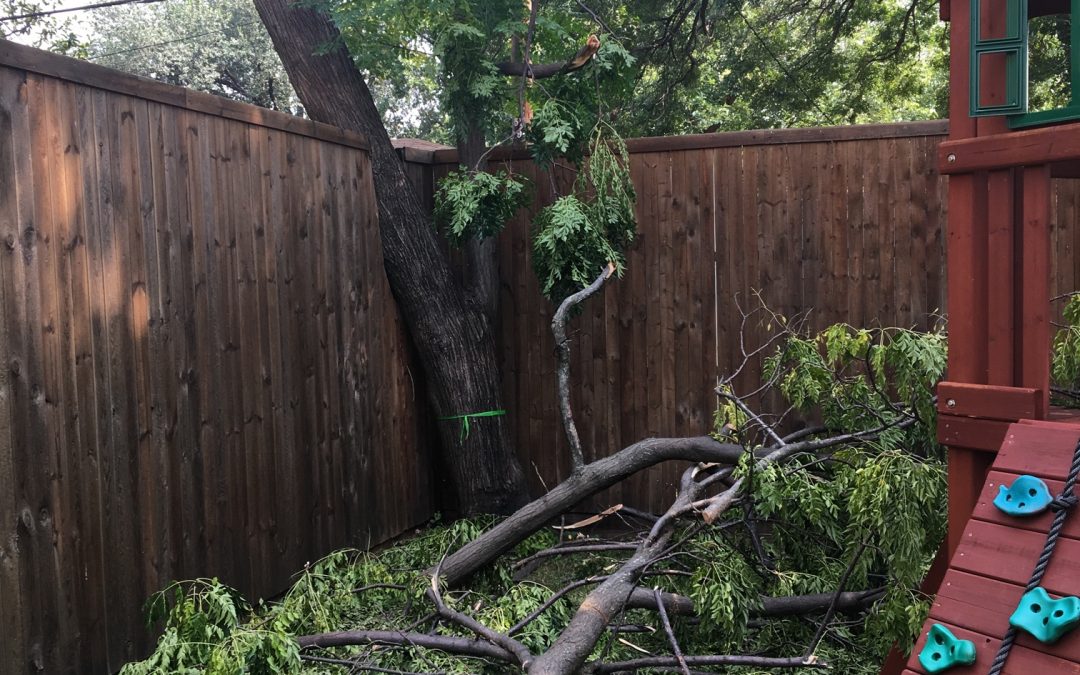 Dark Skies Over Plano: A Discussion of Storms from a Tree Service Perspective