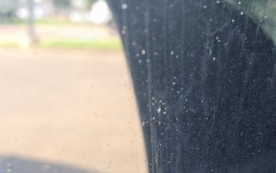 Ask Texas Tree Surgeons: What’s All the Stuff Dripping on My Car and Patio?