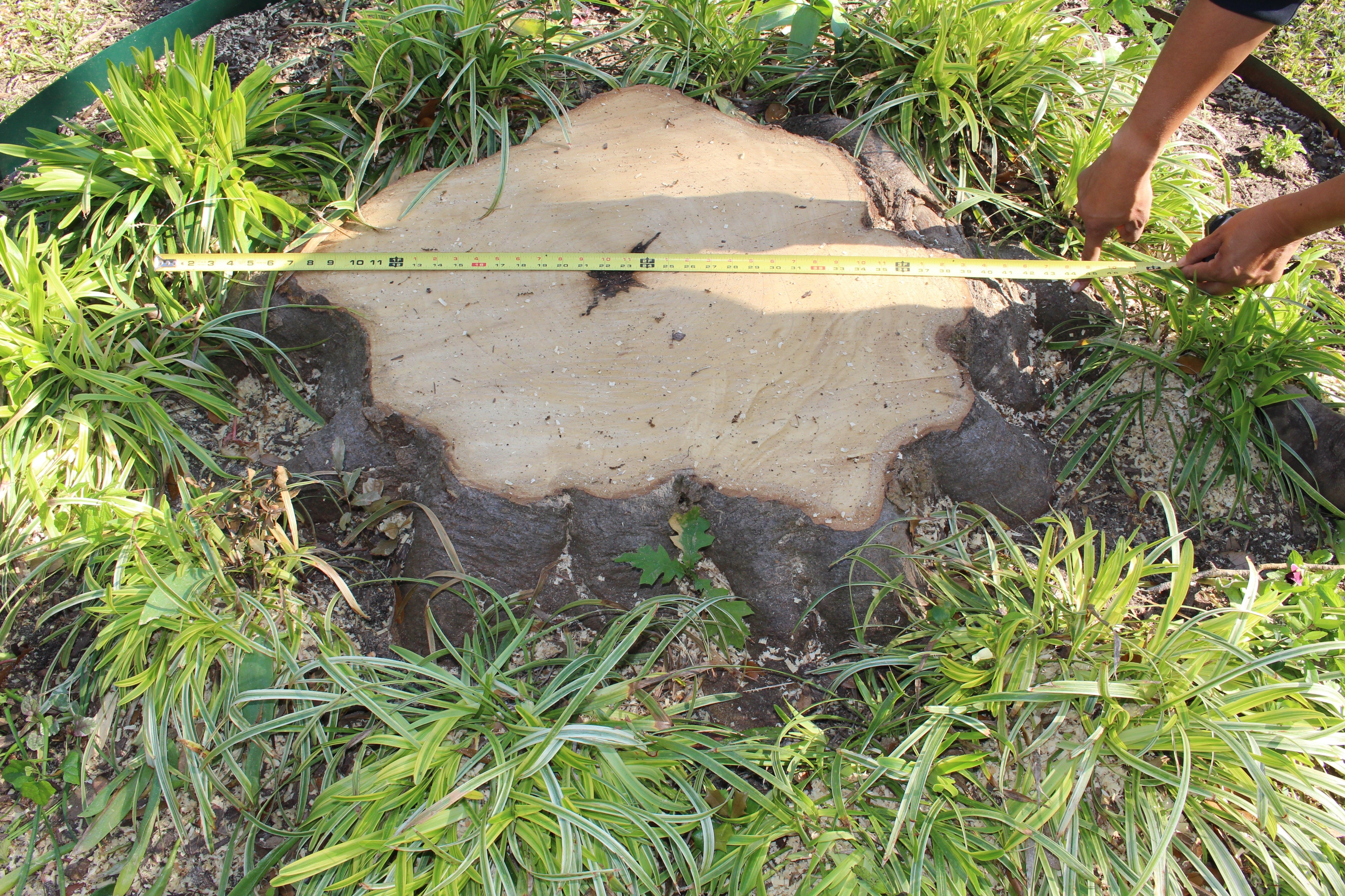 Measuring a stump in a flower bed