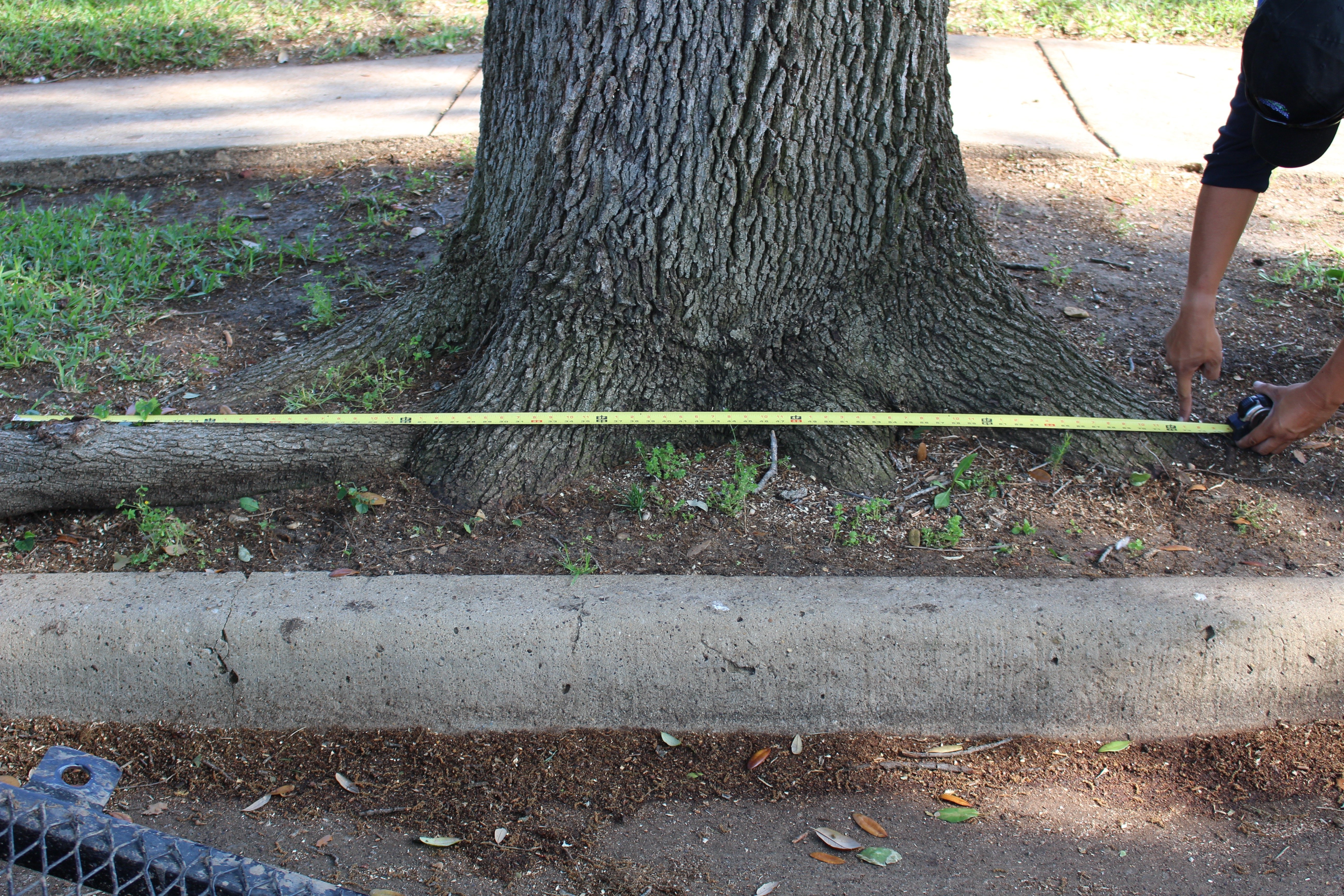 Measuring a tree with long surface roots