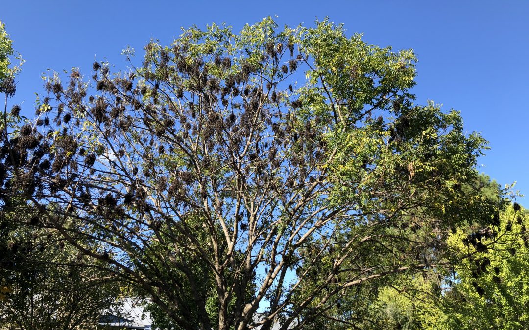 Ask Texas Tree Surgeons: What’s Wrong with My Chinese Pistache? [UPDATED]