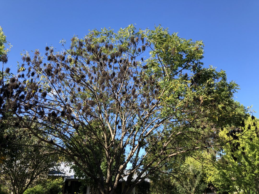 Chinese Pistache Tree Problems How to Solve Common Issues