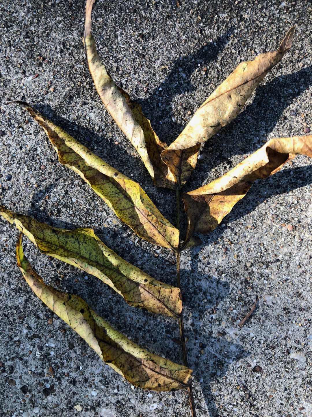 Chinese Pistache Tree Problems How to Solve Common Issues