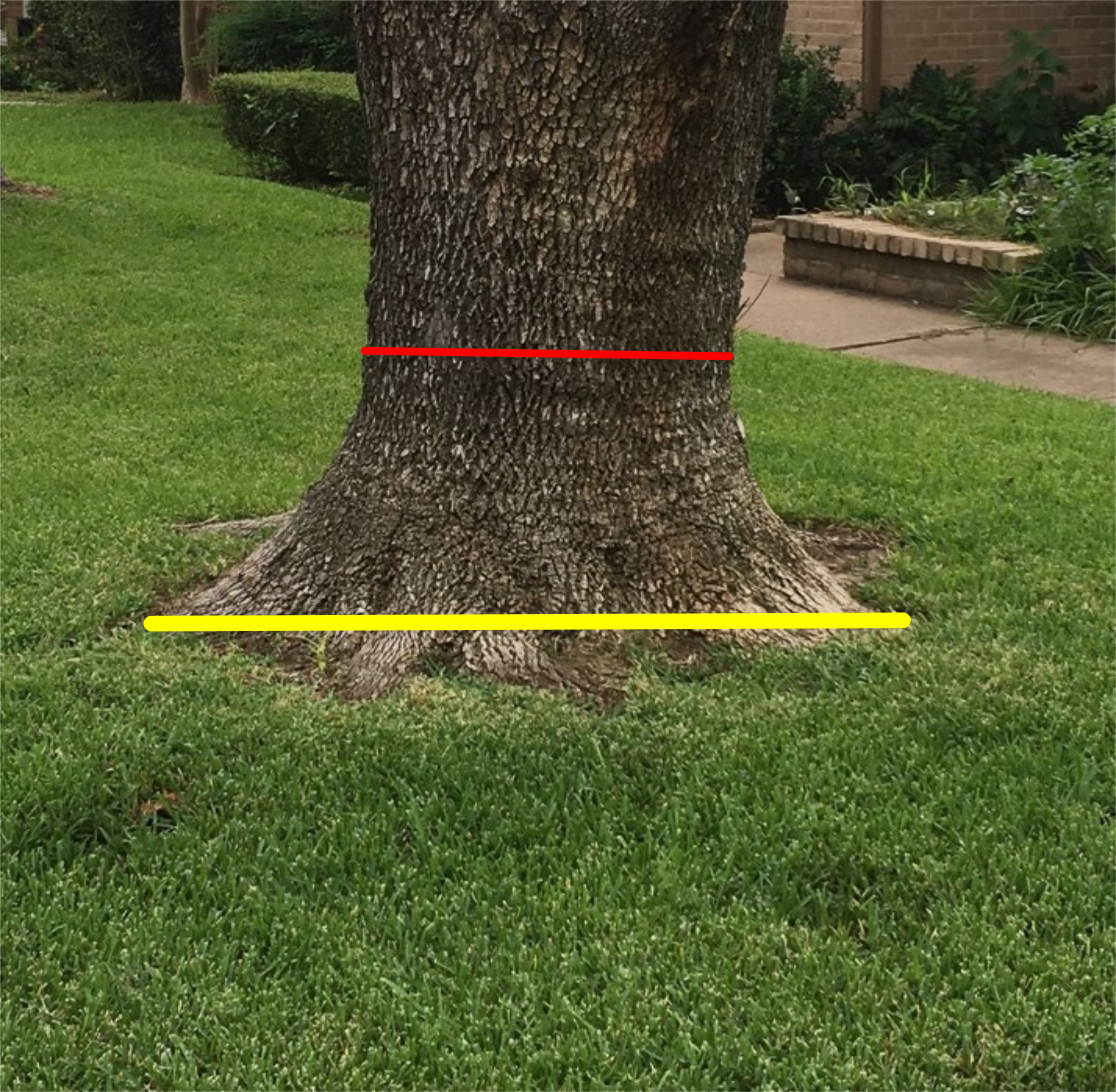 Tree showing proper stump measuring guidelines