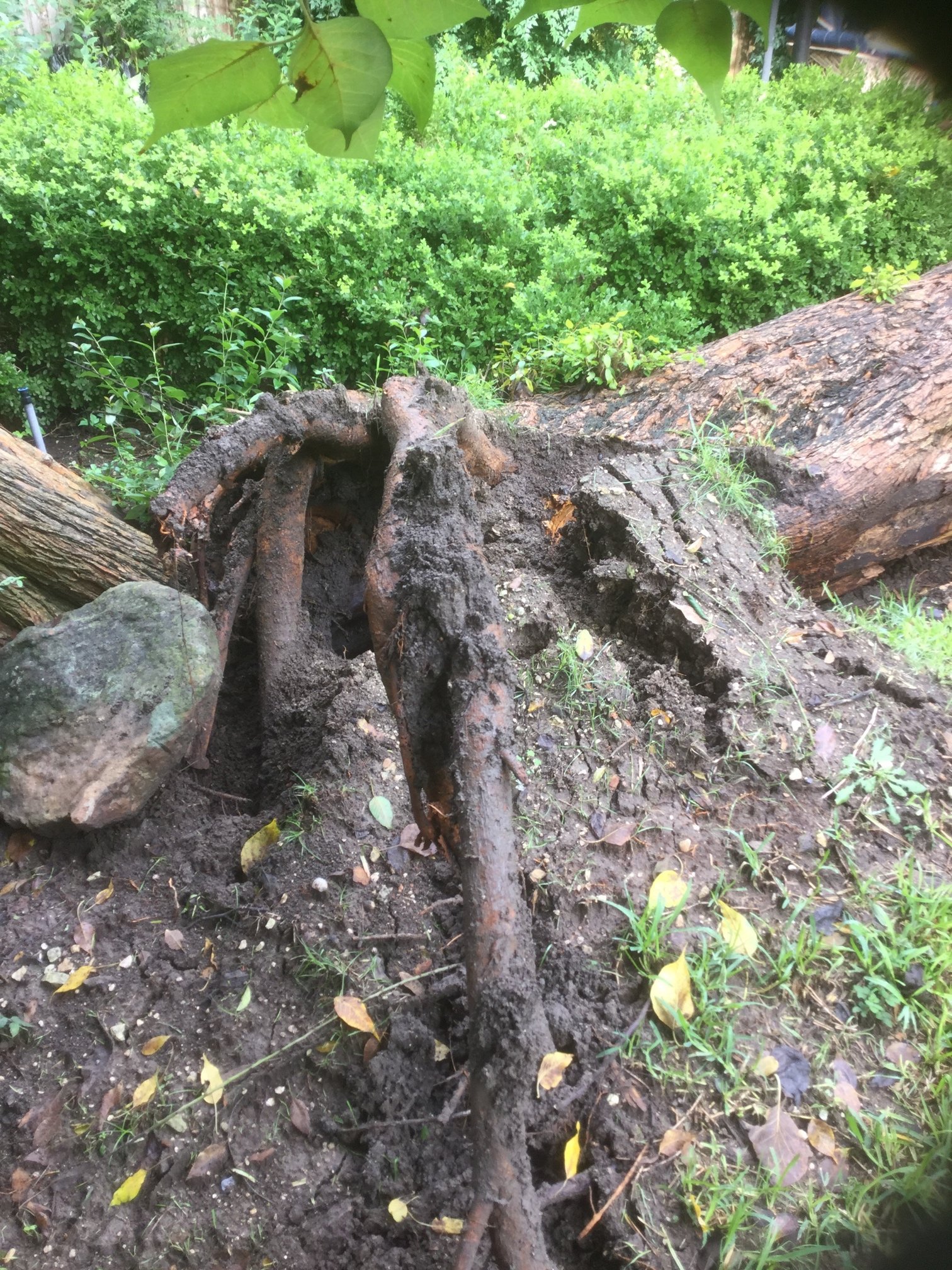 Root area of fallen tree
