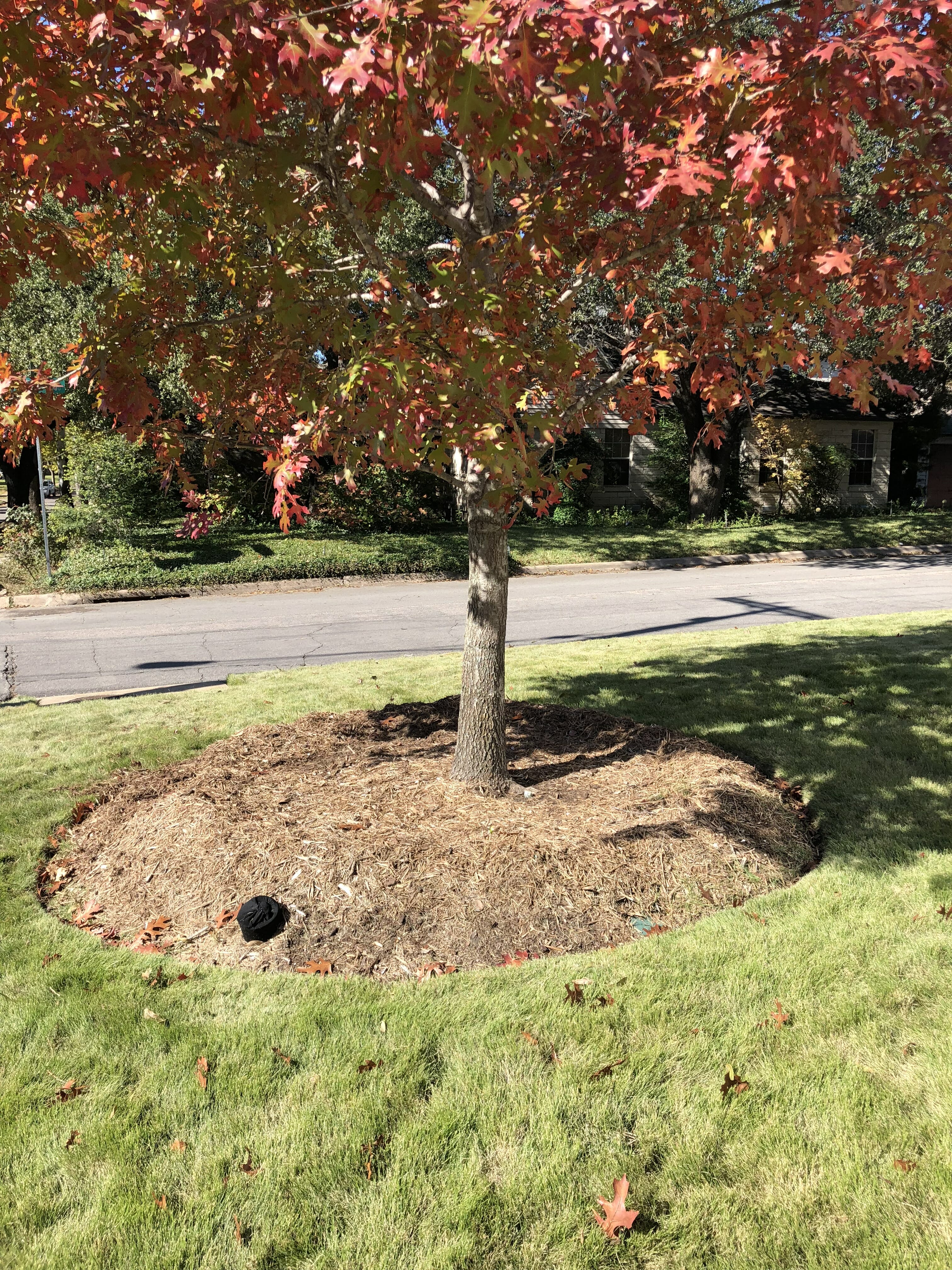 Can I Use Wood Chip Mulch From a Tree Service?