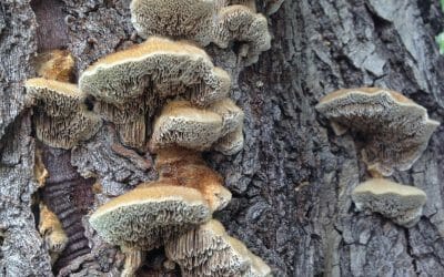 Ask Texas Tree Surgeons: Should I Worry About Mushrooms on My Tree?