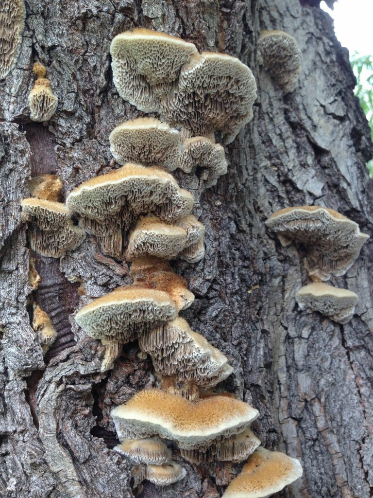 Ask Texas Tree Surgeons Are Mushrooms on My Tree a Bad Sign?