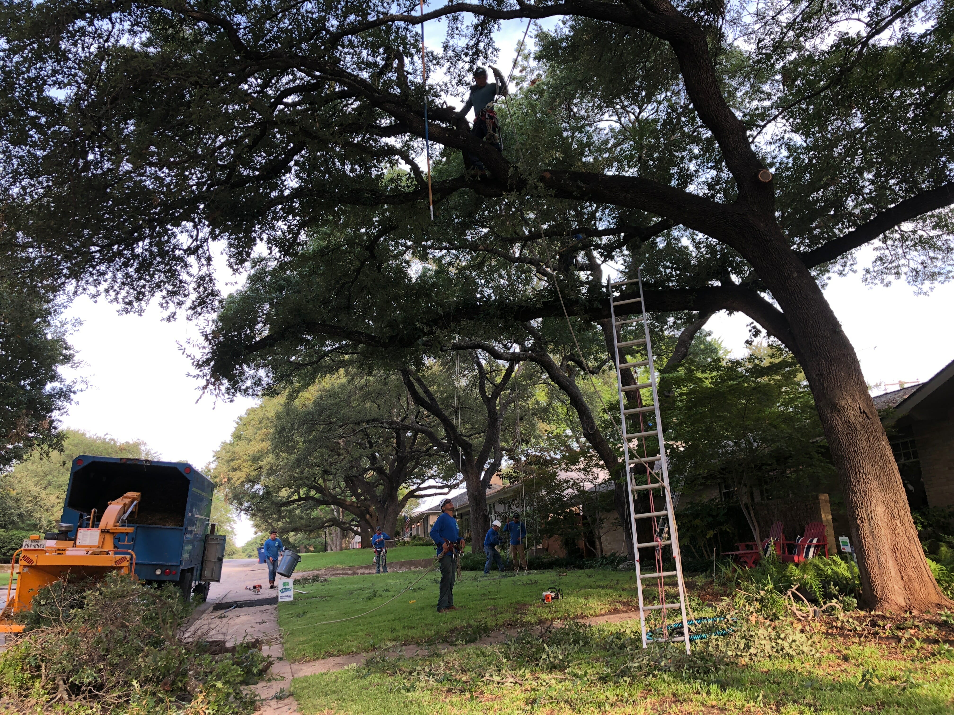 Tree Crew Working