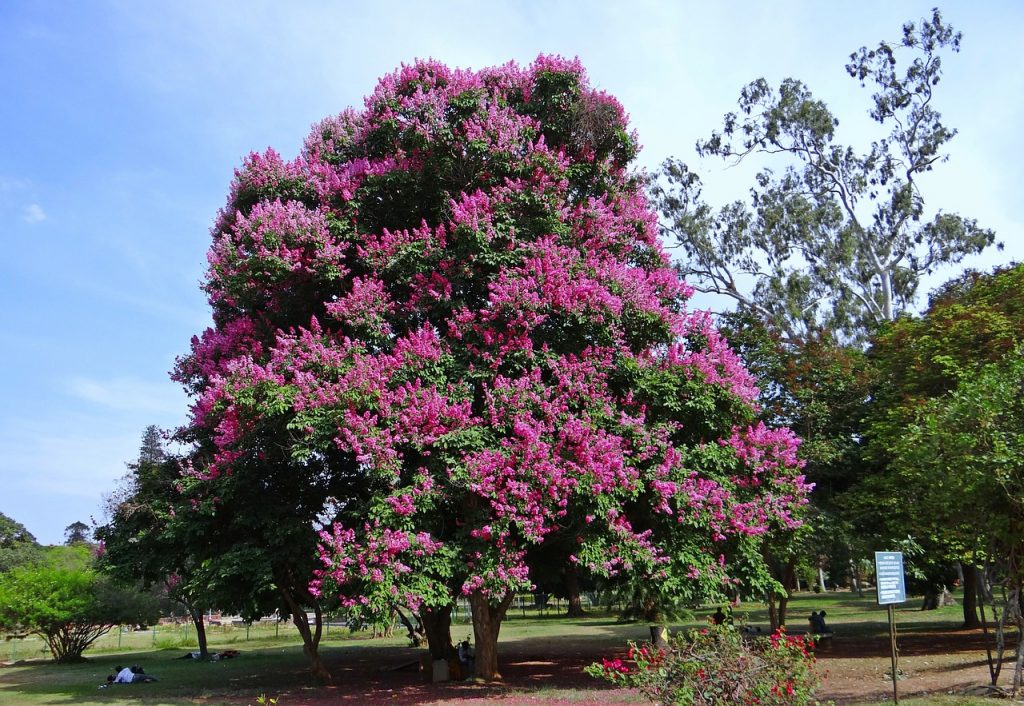 Giant crape myrtle