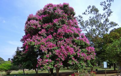 A Guide to Crape Myrtles