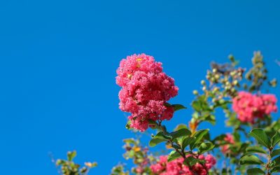 A Master Arborist’s Top 10 Ornamental Trees [UPDATED]