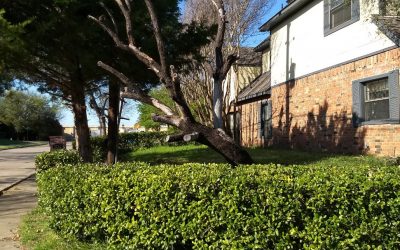 Is There a Difference Between Tree Trimming, Tree Cutting, and Tree Pruning?
