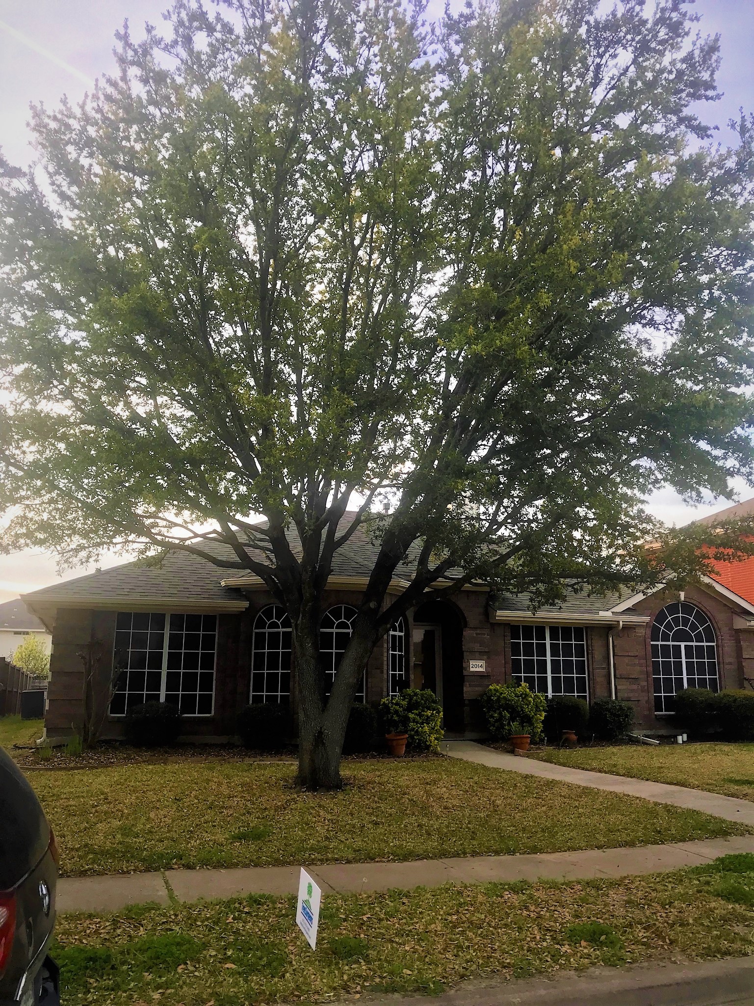 tree-trimming-vs-tree-pruning-unveiling-the-distinction