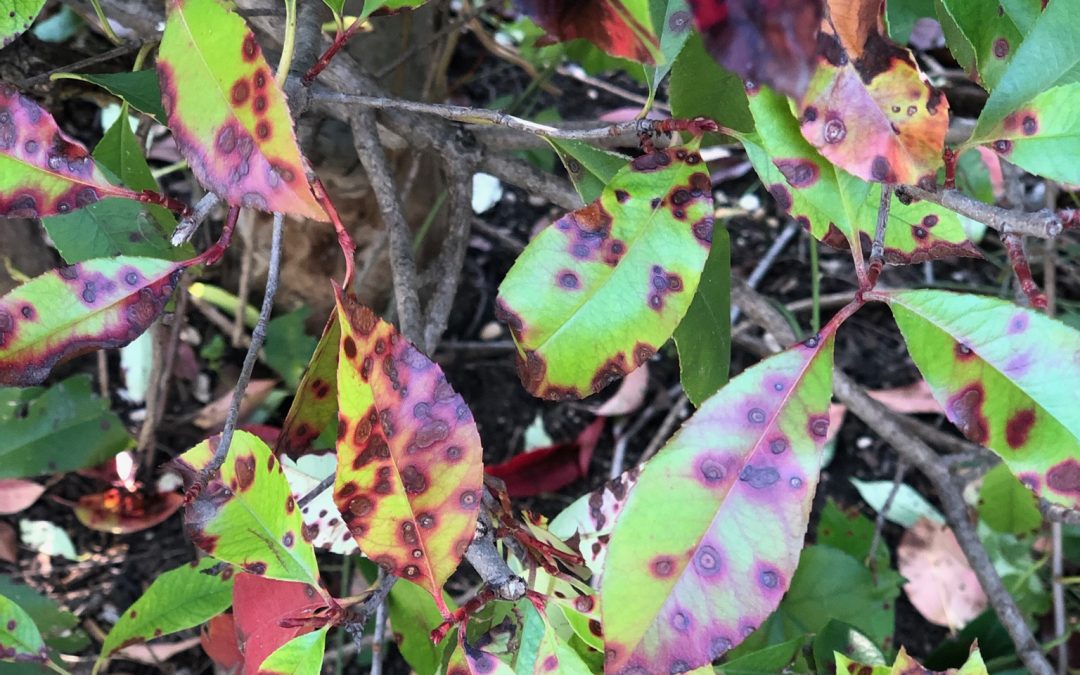 Red tip photinia leaves featuring leaf spot disease from Entomosporium mespili.
