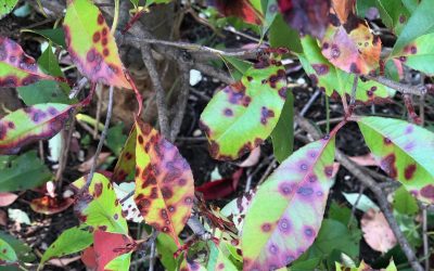 Ask Texas Tree Surgeons: Why Do My Red Tip Photinias Have Spots on the Leaves?