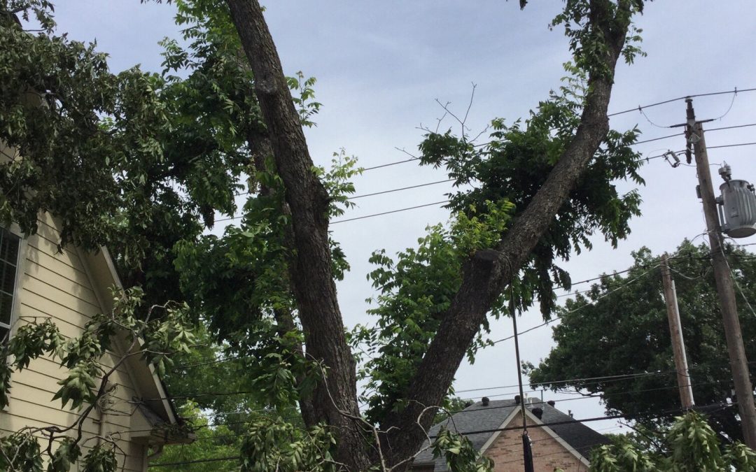 Tree with storm damage, broken limbs, defoliation