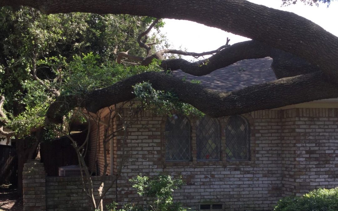 Ask an Insurance Agent: Does Insurance Cover My Trees?