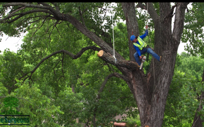 Texas Tree Surgeons: No Problem.