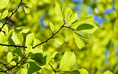 Free North Texas Trees for 2019!