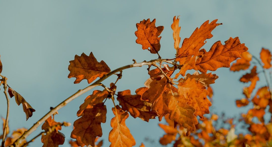 Brown oak leaves against a blue sky
