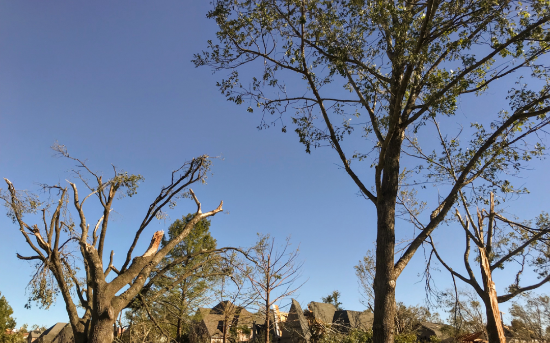 Trees with storm damage against a blue sky