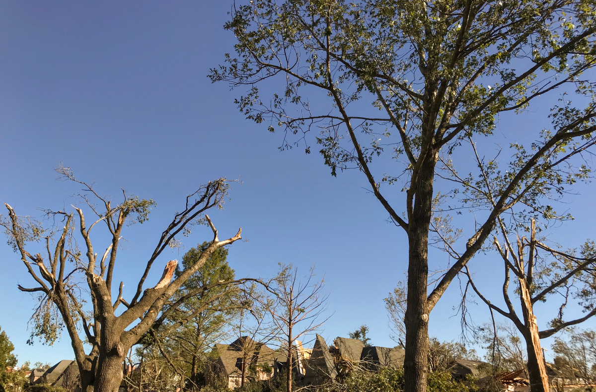 The Storm Damaged My Trees Will They Survive Texas Tree Surgeons