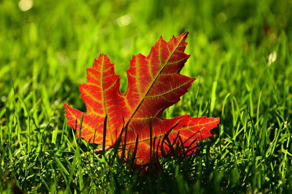 Red leaf on green grass