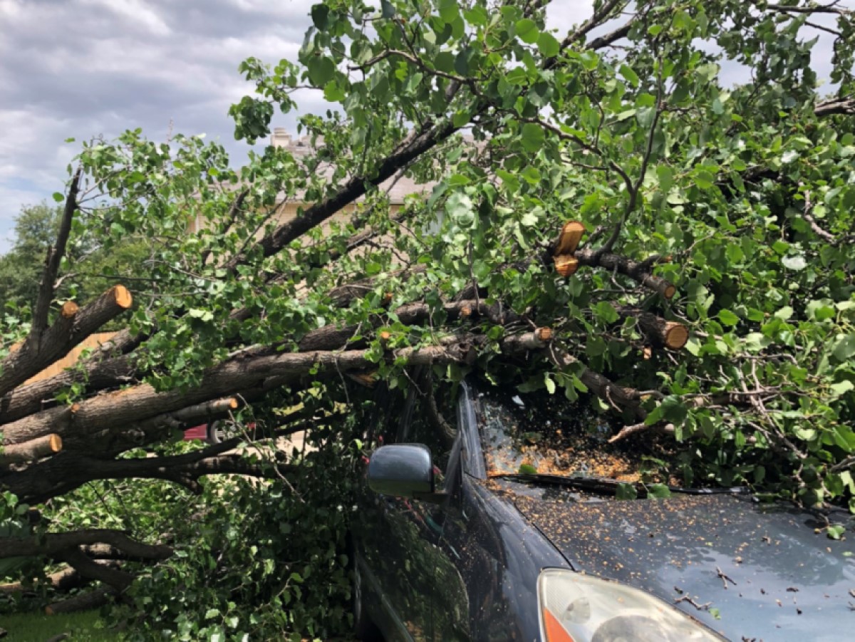 Does Homeowners Insurance Cover Preventative Tree Removal Insurance 