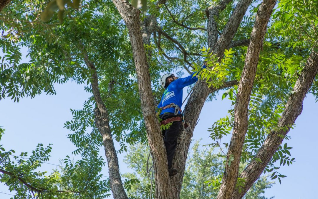 Best Time to Trim Trees in Houston 