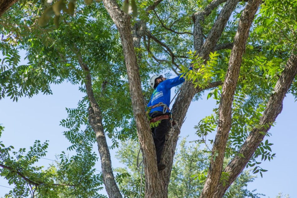 When is the Best Time to Trim Trees? - Texas Tree Surgeons